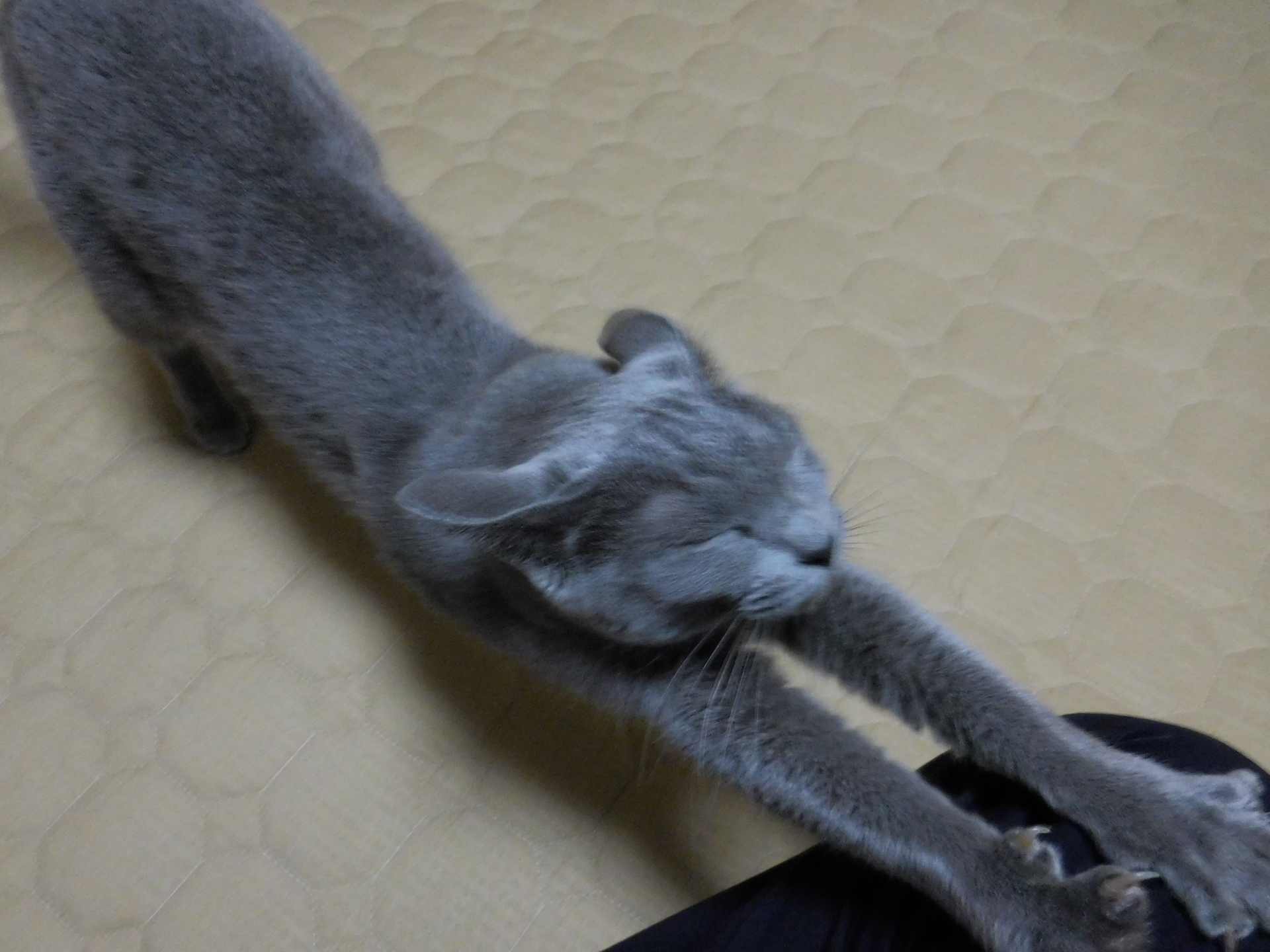 猫の背伸び 5連発 ぐーんと 伸びをするロシアンブルー ロシアンブルー 猫の物語