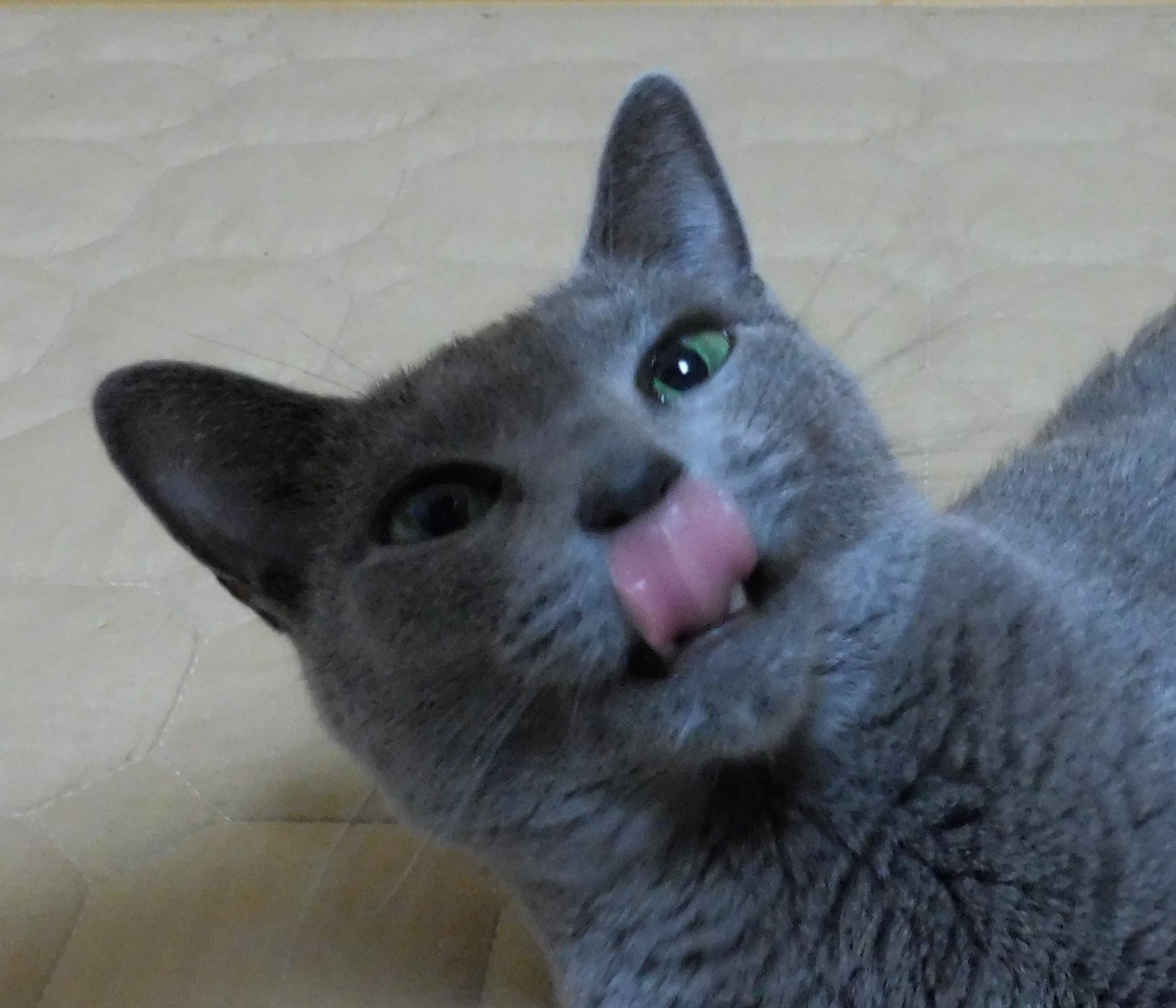 カワイイ猫の鼻ペロ写真 猫は自分の舌で鼻をなめることができる ロシアンブルー 猫の物語