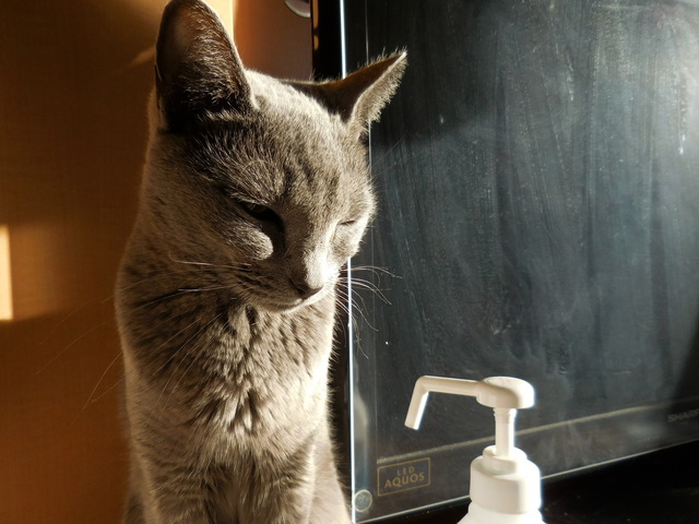 猫133①.JPG