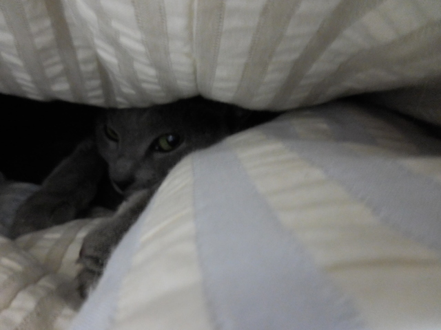 猫134④.JPG