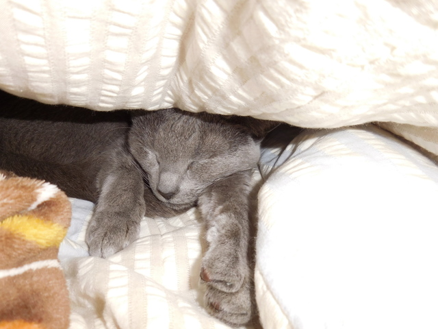 猫134⑤.JPG