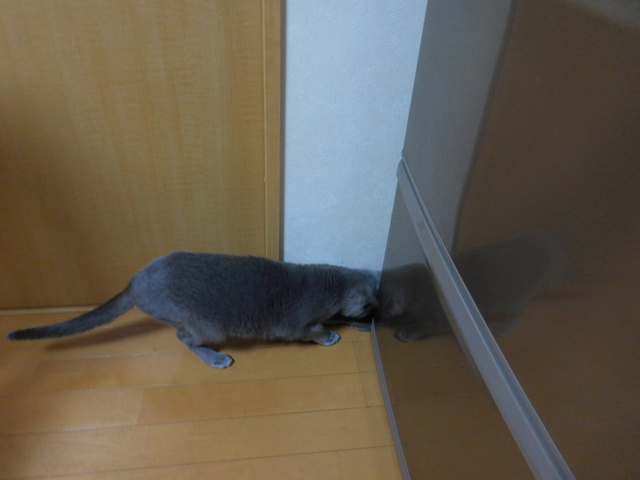 猫137②.JPG