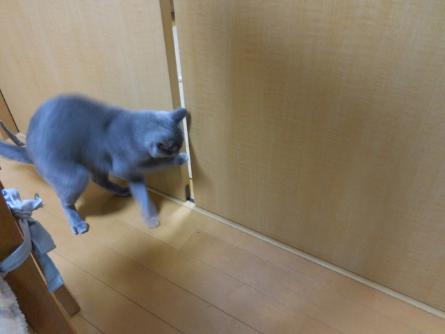 猫137⑤.JPG