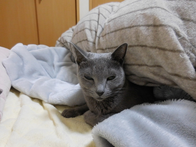 猫138②.JPG
